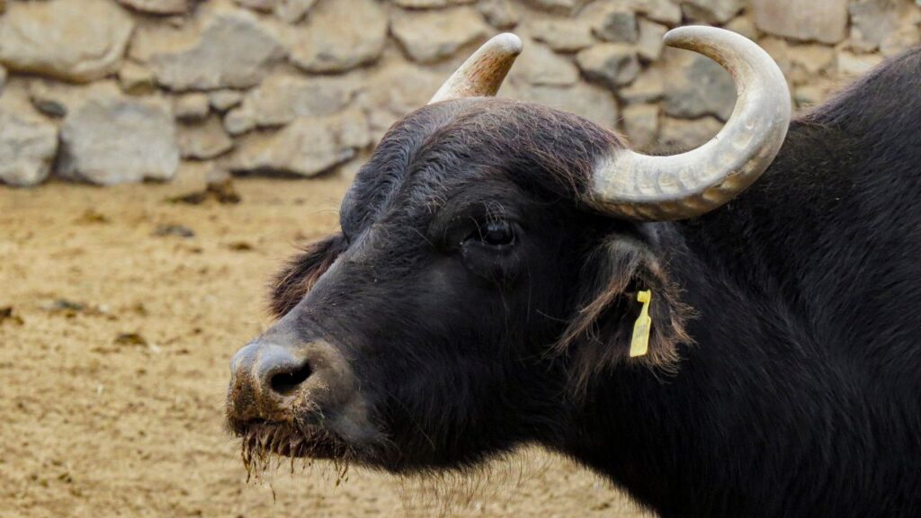 Milk Fever Ke Lakshan: दुग्ध ज्वर दिखने पर देरी न करें. डॉक्टर की सलाह पर कैल्शियम की बोतल लगवाएं. यह शरीर में कमी को तुरंत पूरा करता है और भैंस की हालत तेजी से सुधरती है.