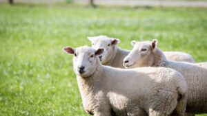 Sheep Farming: भेड़ पालन सीख लें तो घर बैठे होगी मोटी कमाई, किसान बन सकते हैं लखपति! Sheep Farming: भेड़ पालन सीख लें तो घर बैठे होगी मोटी कमाई, किसान बन सकते हैं लखपति!