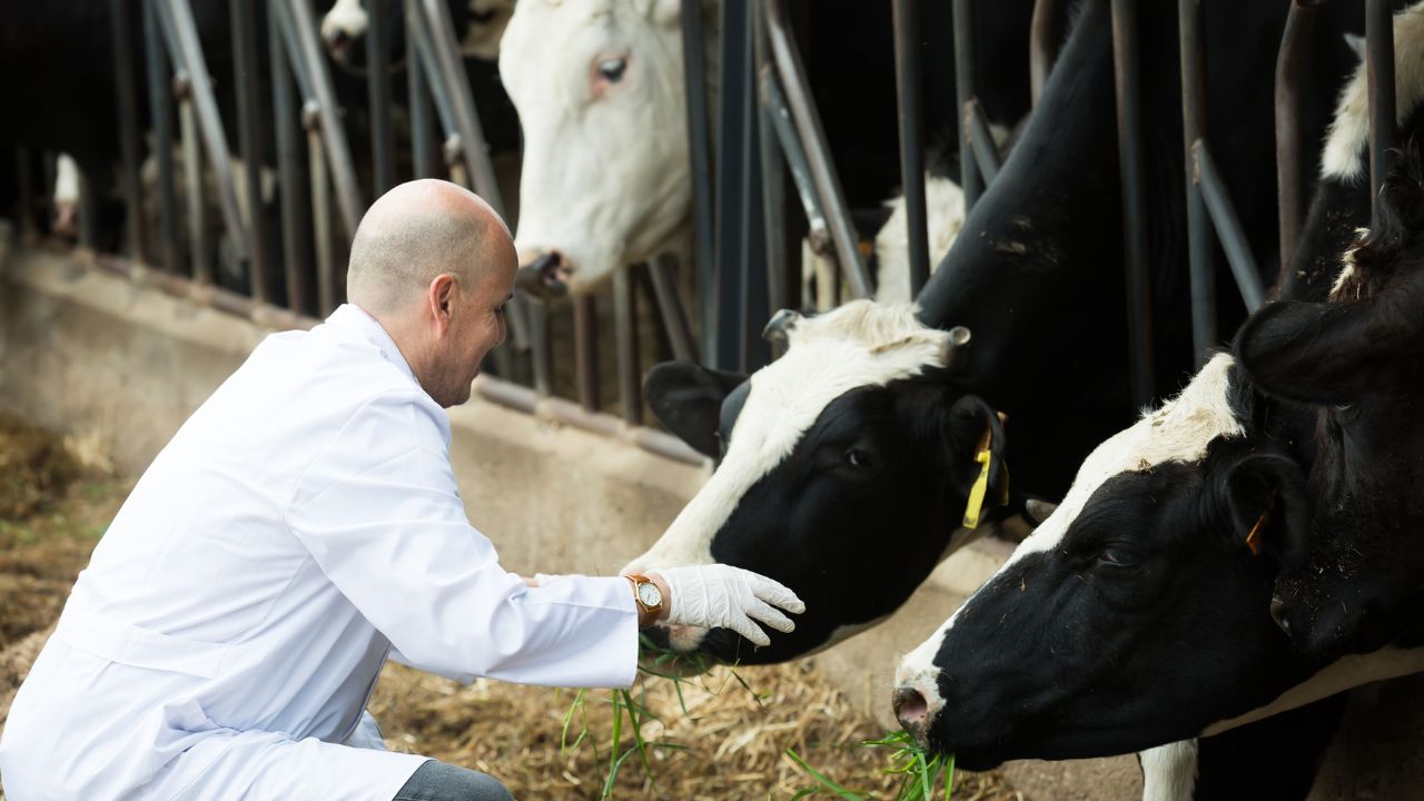 Why Mustard Oil Key Health Dairy Animals Farmers Know Its Significant Benefits