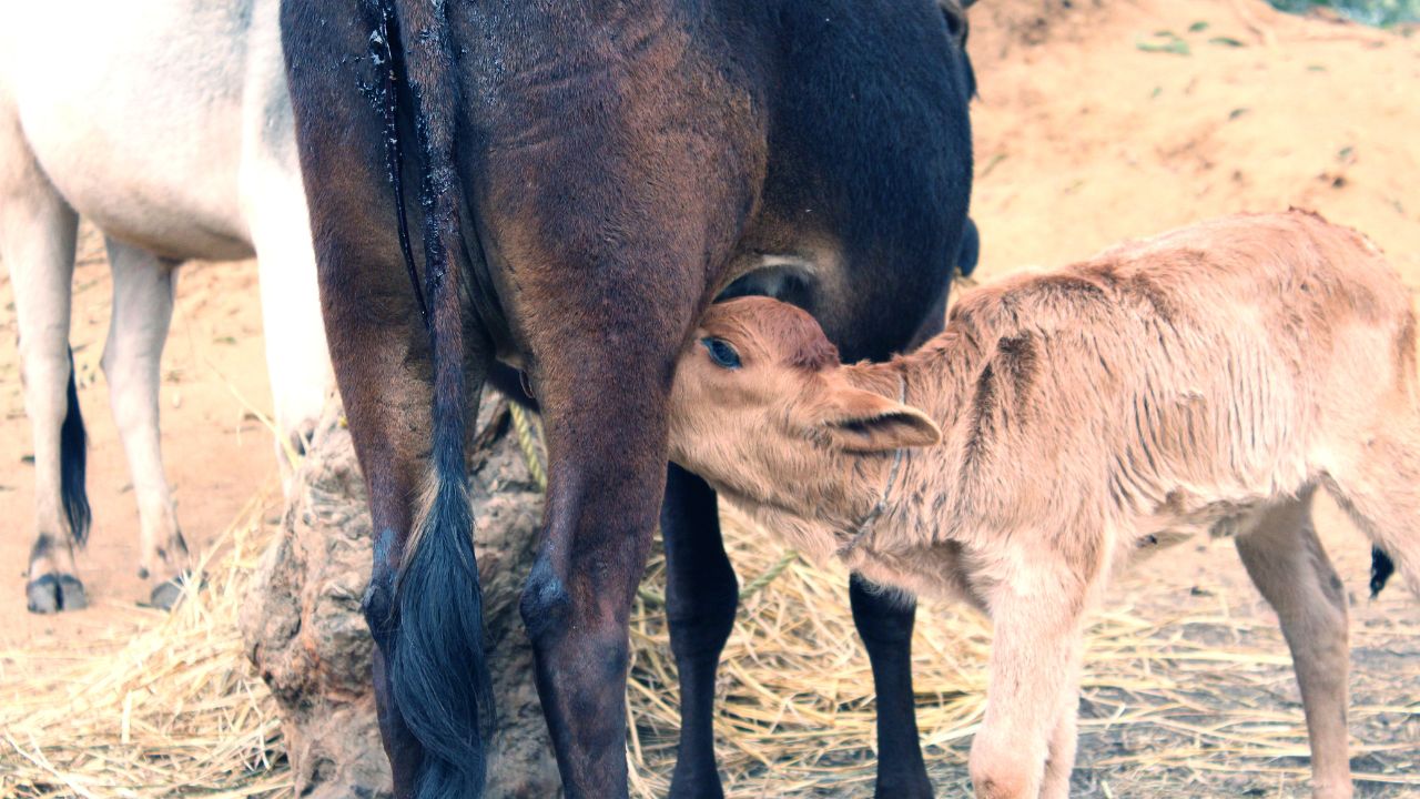Why Animals Become Sick More Often During Winter Learn About Easy Home Remedies Prevent Milk Loss