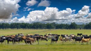 ठंड बढ़ते ही क्यों गिरता है 20 फीसदी तक दूध उत्पादन, पशुपालकों को इन दो चीजों से होगा फायदा