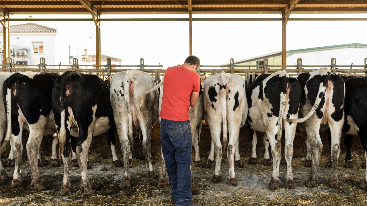 Artificial Insemination Successful With Right Information Even Rural Farmers Now Reaping Significant Benefits