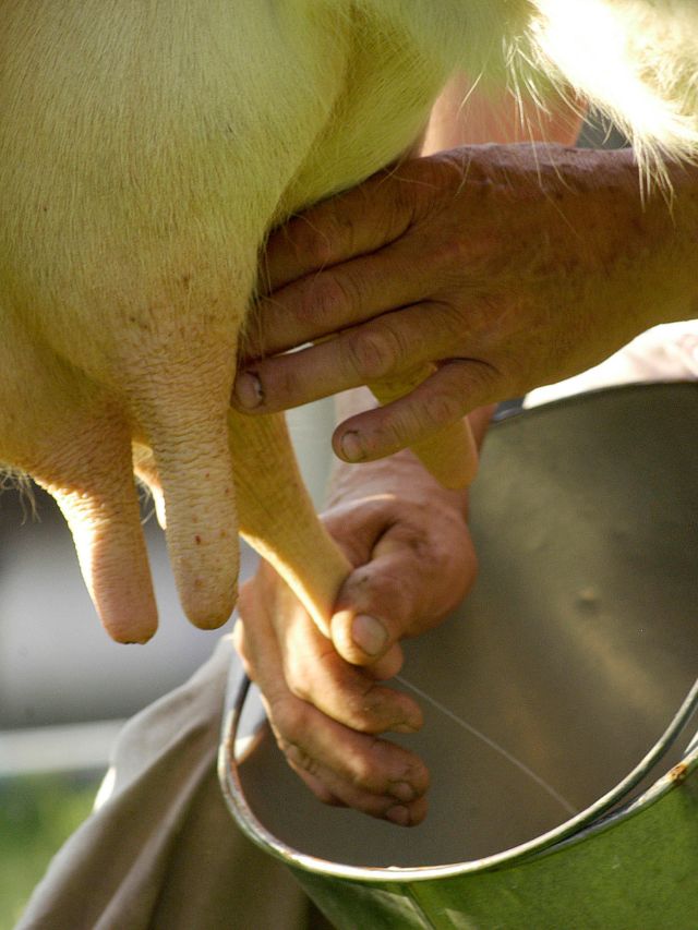 गाय के थन सूज गए? करें 60 रुपये वाला ये असरदार उपाय