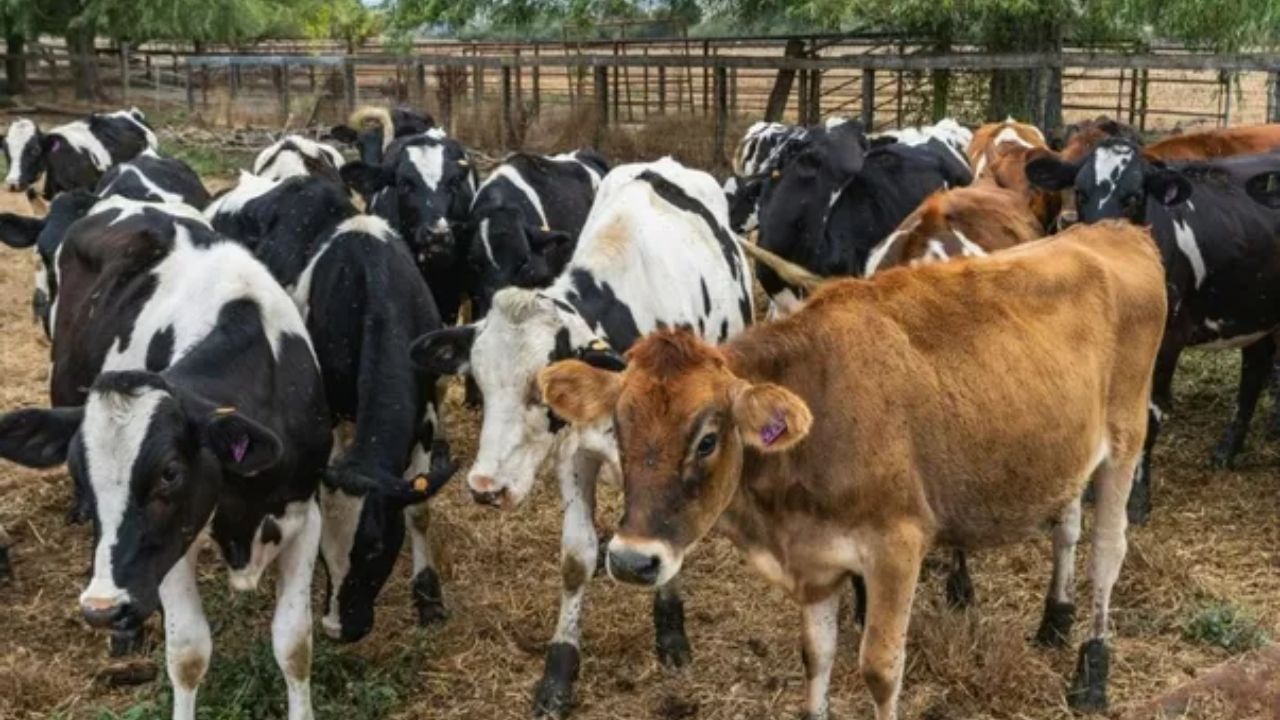 Why Dairy Animals Produce Less Milk Winter Increase Production With This Simple Home Remedy