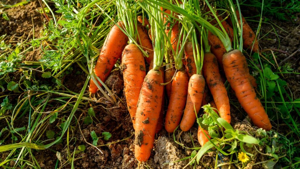 Carrot Farming