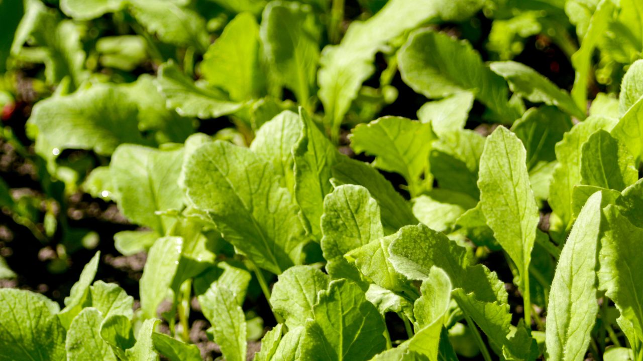 Gardening Tips Ghar Par Mooli Kaise Ugaye How To Grow Radish In Kitchen Garden