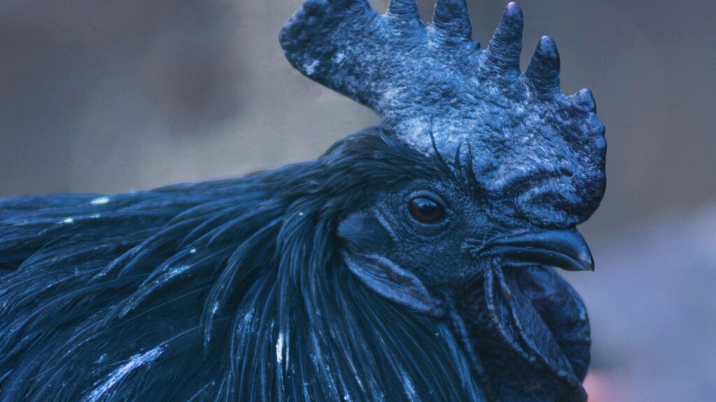 Poultry Farming Tips: कड़कनाथ मुर्गे सामान्य देसी मुर्गों की तुलना में काफी महंगे बिकते हैं, 600–1000 रुपए प्रति किलो, जिससे किसान कम समय में अच्छा मुनाफा कमा सकते हैं। Poultry Farming Tips: कड़कनाथ मुर्गे सामान्य देसी मुर्गों की तुलना में काफी महंगे बिकते हैं, 600–1000 रुपए प्रति किलो, जिससे किसान कम समय में अच्छा मुनाफा कमा सकते हैं।