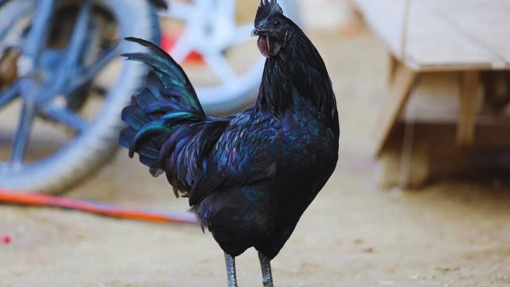 Kadaknath Chicken: कड़कनाथ का मांस प्रोटीन से भरपूर और स्वादिष्ट होता है, जो उपभोक्ताओं में इसकी लगातार मांग बनाए रखता है और किसान के लिए स्थिर आय सुनिश्चित करता है. Kadaknath Chicken: कड़कनाथ का मांस प्रोटीन से भरपूर और स्वादिष्ट होता है, जो उपभोक्ताओं में इसकी लगातार मांग बनाए रखता है और किसान के लिए स्थिर आय सुनिश्चित करता है.