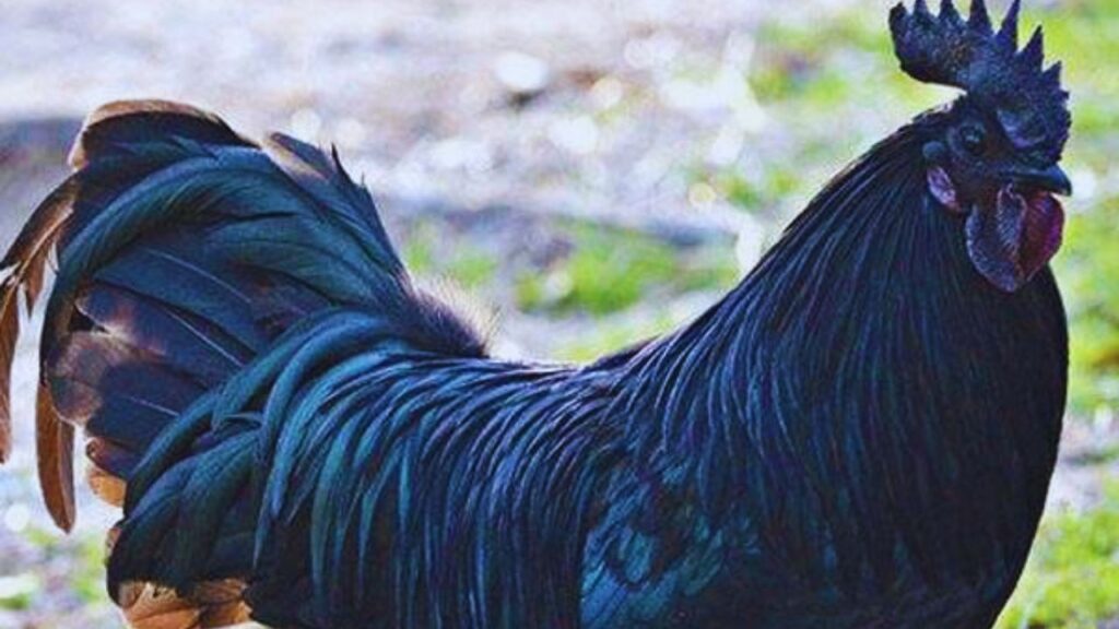 Kadaknath Murgi Palan: सरकार कड़कनाथ पालन को बढ़ावा देने के लिए सब्सिडी देती है, जिससे किसान कम लागत में पालन शुरू कर सकते हैं और आर्थिक रूप से मजबूत बन सकते हैं. Kadaknath Murgi Palan: सरकार कड़कनाथ पालन को बढ़ावा देने के लिए सब्सिडी देती है, जिससे किसान कम लागत में पालन शुरू कर सकते हैं और आर्थिक रूप से मजबूत बन सकते हैं.