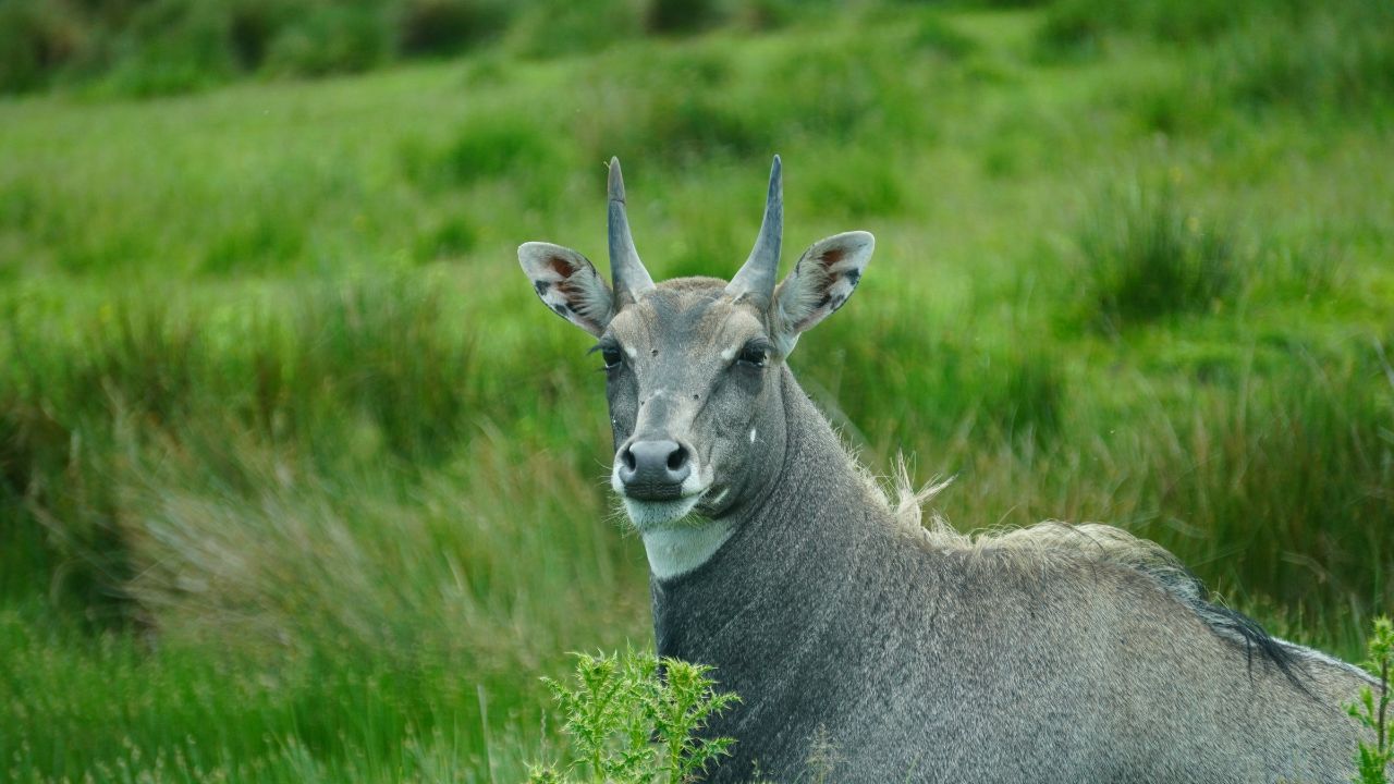 10 Rupee Home Remedy Keep Nilgai Away And Farmers Can Easily Save Their Crops