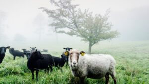 भेड़ों में तेजी से फैल रहा खतरनाक PPR रोग, समय पर पहचान नहीं हुई तो खत्म हो सकता है पूरा झुंड भेड़ों में तेजी से फैल रहा खतरनाक PPR रोग, समय पर पहचान नहीं हुई तो खत्म हो सकता है पूरा झुंड