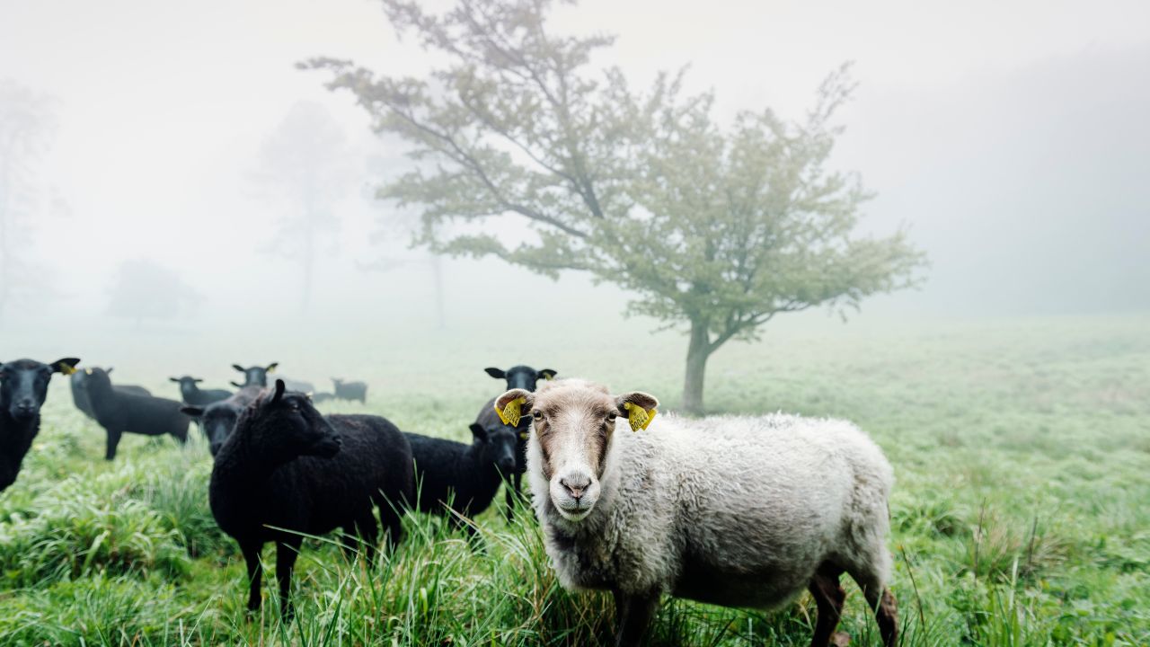Dangerous Ppr Disease Spreading Rapidly Among Sheep If Not Identified Time Entire Flock Wiped Out