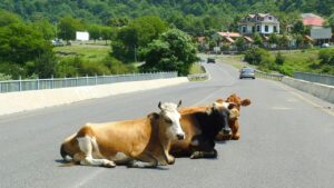 अब नहीं दिखेंगे सड़क पर गाय-बछड़े, 19 जिलों में बनेंगी गौशालाएं, मिली हजारों एकड़ जमीन की मंजूरी अब नहीं दिखेंगे सड़क पर गाय-बछड़े, 19 जिलों में बनेंगी गौशालाएं, मिली हजारों एकड़ जमीन की मंजूरी