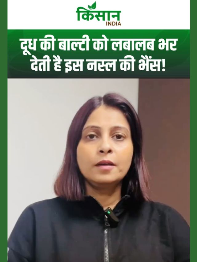 Buffalo Farming: इस नस्ल की भैंस पालन से पशुपालक कर सकते हैं ताबरतोड़ कमाई