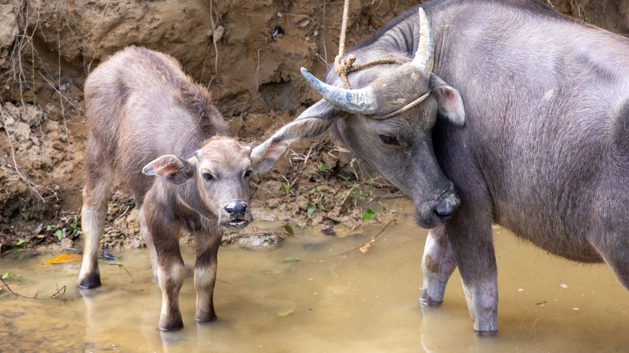 रोज 20 लीटर दूध देती है यह भैंस, विदेशों तक में है मशहूर.. खरीदने से पहले ऐसे करें पहचान