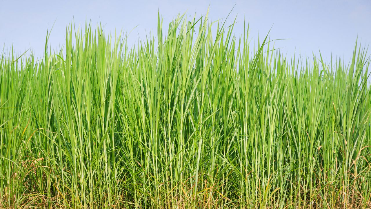 दूध उत्पादन बढ़ाने का नया फॉर्मूला! 10 साल तक हरा चारा देने वाली घास बना रही किसानों को अमीर New Formula Increasing Milk Production Grass That Provides Green Fodder For 10 Years Making Farmers Rich