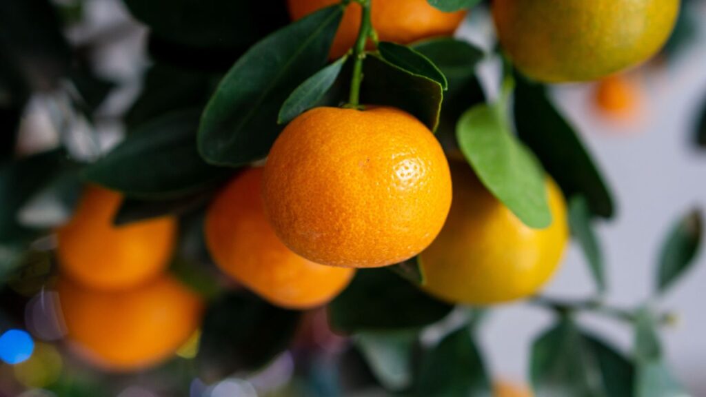 Meetha Santra Kaise Chune: अक्सर लोग सोचते हैं कि छोटा संतरा जल्दी खा लिया जाएगा, लेकिन ये संतरे मीठे कम और खट्टे ज्यादा होते हैं. बड़े और गोल आकार वाले संतरे में अधिक रस और मीठापन होता है. इसलिए खरीदारी करते समय चमकदार, बड़ा और समान आकार वाला संतरा ही चुनें.