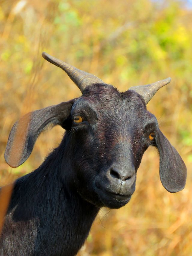 सर्दियों में बकरियों का दूध होगा 2X, बस फॉलो करें ये टिप्स!