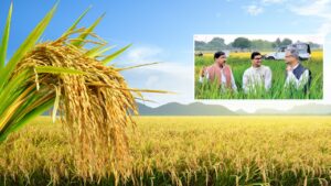 किसानों को मिलेगी धान की नई किस्म आदमचीनी, बीएचयू ने विकसित की.. हैरान करने वाली हैं खूबियां