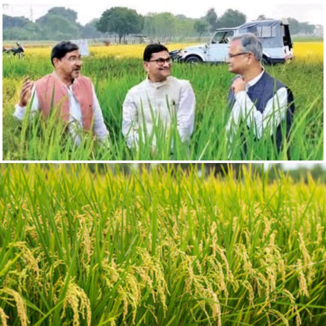 Paddy New Variety Malviya Adamchini BHU