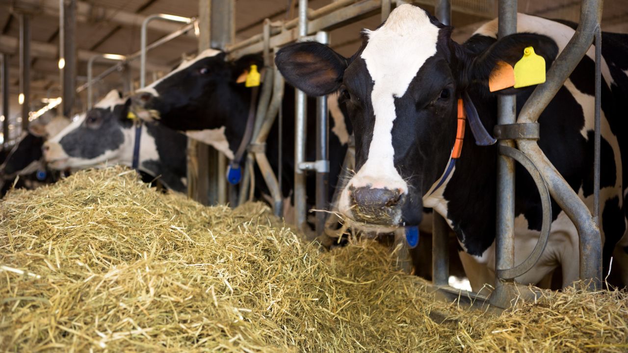 Dairy Farming Tips How To Increase Milk Production In Cow Buffaloes Pashuon Ke Liye Namak Ke Fayde