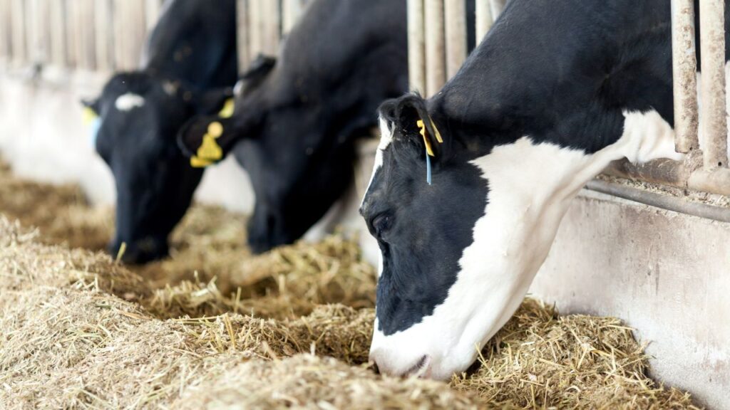 Dairy Farming: नमक सोडियम और क्लोराइड की पूर्ति करता है, जो पशुओं के पाचन तंत्र को दुरुस्त रखता है और भूख बढ़ाता है. अच्छे से खाना खाने पर दूध की मात्रा और गुणवत्ता दोनों बेहतर होती हैं. Dairy Farming: नमक सोडियम और क्लोराइड की पूर्ति करता है, जो पशुओं के पाचन तंत्र को दुरुस्त रखता है और भूख बढ़ाता है. अच्छे से खाना खाने पर दूध की मात्रा और गुणवत्ता दोनों बेहतर होती हैं.