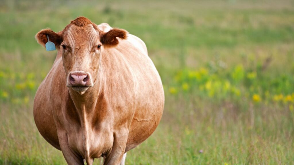 Dairy Farming: विशेषज्ञों के मुताबिक नवंबर में तापमान न ज्यादा गर्म होता है और न ज्यादा ठंडा, जिससे गाय-भैंस के शरीर में हार्मोनल संतुलन मजबूत रहता है. इसी वजह से यह महीना गर्भाधान के लिए परफेक्ट माना जाता है. Dairy Farming: विशेषज्ञों के मुताबिक नवंबर में तापमान न ज्यादा गर्म होता है और न ज्यादा ठंडा, जिससे गाय-भैंस के शरीर में हार्मोनल संतुलन मजबूत रहता है. इसी वजह से यह महीना गर्भाधान के लिए परफेक्ट माना जाता है.