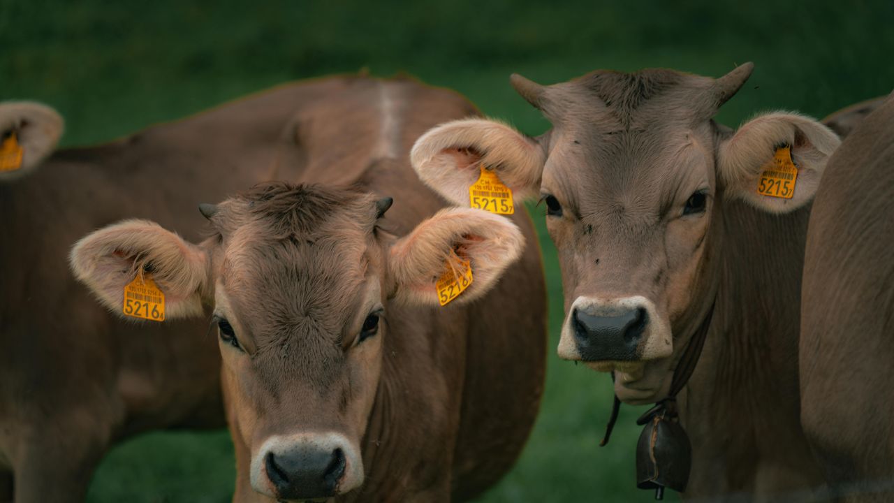 Dairy Farming Tips Sardiyon Me Doodh Utpadan Kam Hone Ke Karan How To Increase Milk Production In Winter
