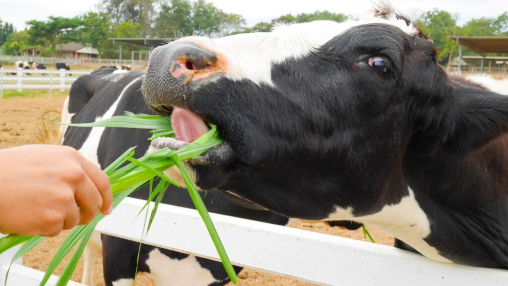 Napier Ghas Ke Fayde: नेपियर घास से दुधारू पशुओं की सेहत मजबूत रहती है और यह लंबे समय तक अधिक दूध देने में मदद करती है. इससे किसानों को दूध व्यवसाय में स्थायी और सुरक्षित मुनाफा सुनिश्चित होता है. Napier Ghas Ke Fayde: नेपियर घास से दुधारू पशुओं की सेहत मजबूत रहती है और यह लंबे समय तक अधिक दूध देने में मदद करती है. इससे किसानों को दूध व्यवसाय में स्थायी और सुरक्षित मुनाफा सुनिश्चित होता है.