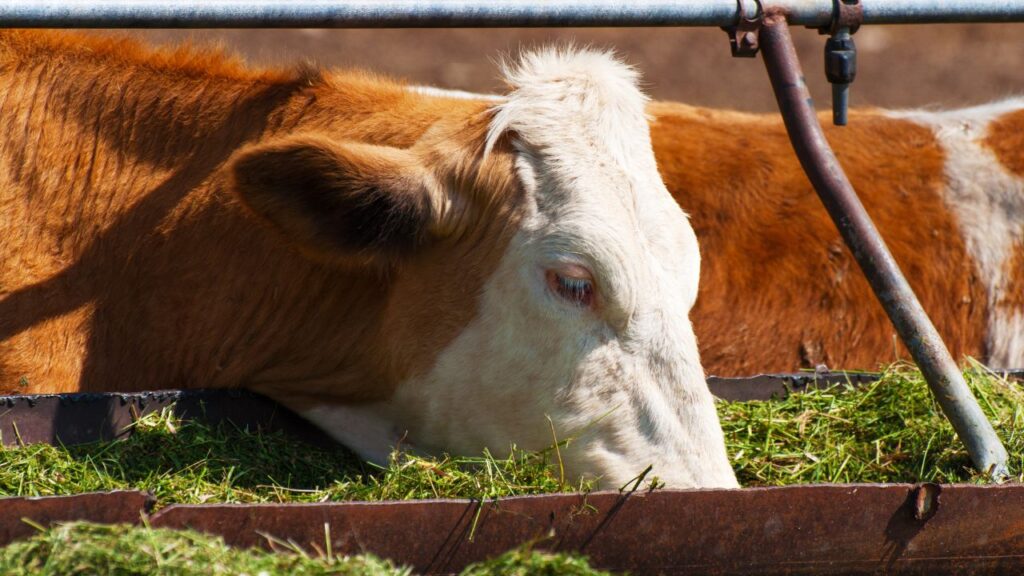 Pashuon Ke Liye Namak Ke Fayde: रोजाना 13 ग्राम नमक गुनगुने पानी में मिलाकर पिलाने से पशु की प्यास बढ़ती है, शरीर में इलेक्ट्रोलाइट संतुलन बना रहता है और दूध उत्पादन प्राकृतिक रूप से बढ़ता है. Pashuon Ke Liye Namak Ke Fayde: रोजाना 13 ग्राम नमक गुनगुने पानी में मिलाकर पिलाने से पशु की प्यास बढ़ती है, शरीर में इलेक्ट्रोलाइट संतुलन बना रहता है और दूध उत्पादन प्राकृतिक रूप से बढ़ता है.