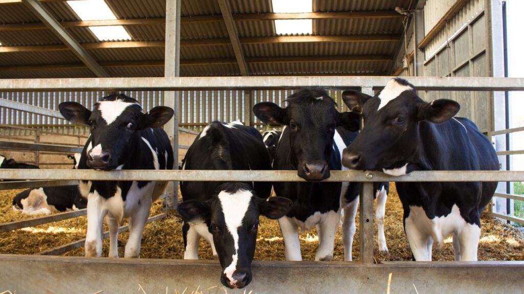 Dairy Animal Care: सर्दियों में पशुओं में खुर सड़ने, त्वचा फटने या सांस लेने में कठिनाई जैसी समस्याएं आम हैं. अगर पशु सुस्त दिखे, खाना कम खाए या दूध कम दे तो तुरंत पशु चिकित्सक से सलाह लें. शुरुआती लक्षणों पर ध्यान देने से बड़ी बीमारी से बचाव किया जा सकता है.