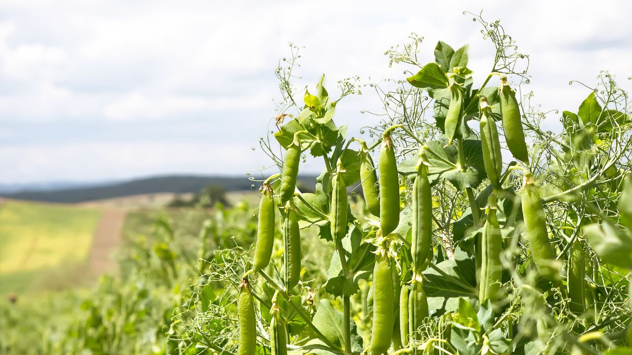 New Formula Pea Cultivation Two Timely Irrigations Yield Plenty Pods And Substantial Profits