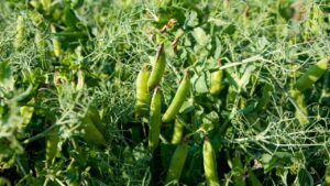 सर्दियों में घर पर लगाएं मटर की हरी बेल, गमले में उगेंगी ताजी और ऑर्गेनिक फलियां