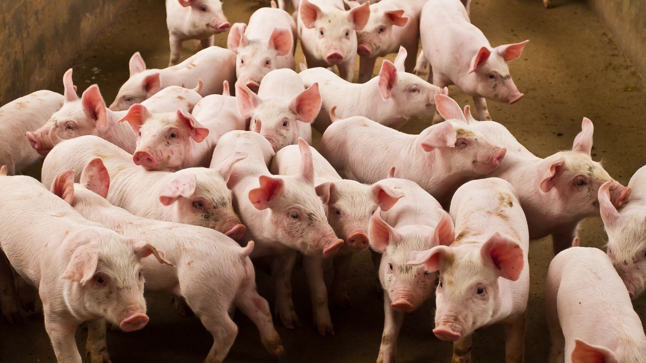 Pig Farming: सूकर पालन के लिए कौन सी नस्लें होती हैं बेस्ट, जान लें फार्मिंग का सही तरीका