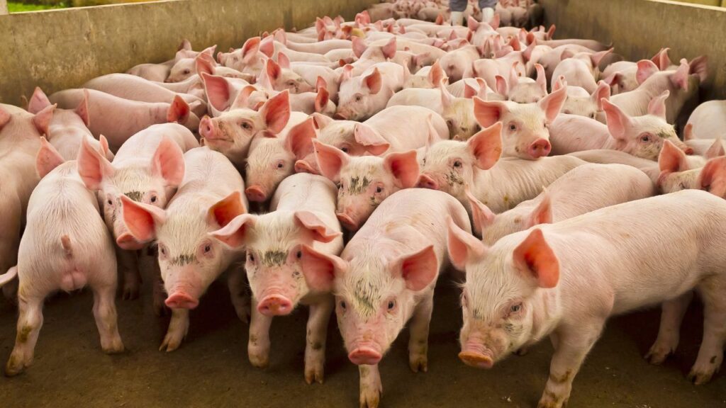 Pig Farming