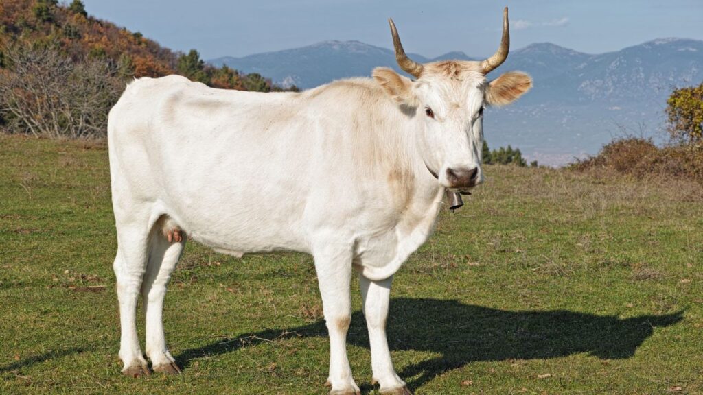 Ponwar Cow