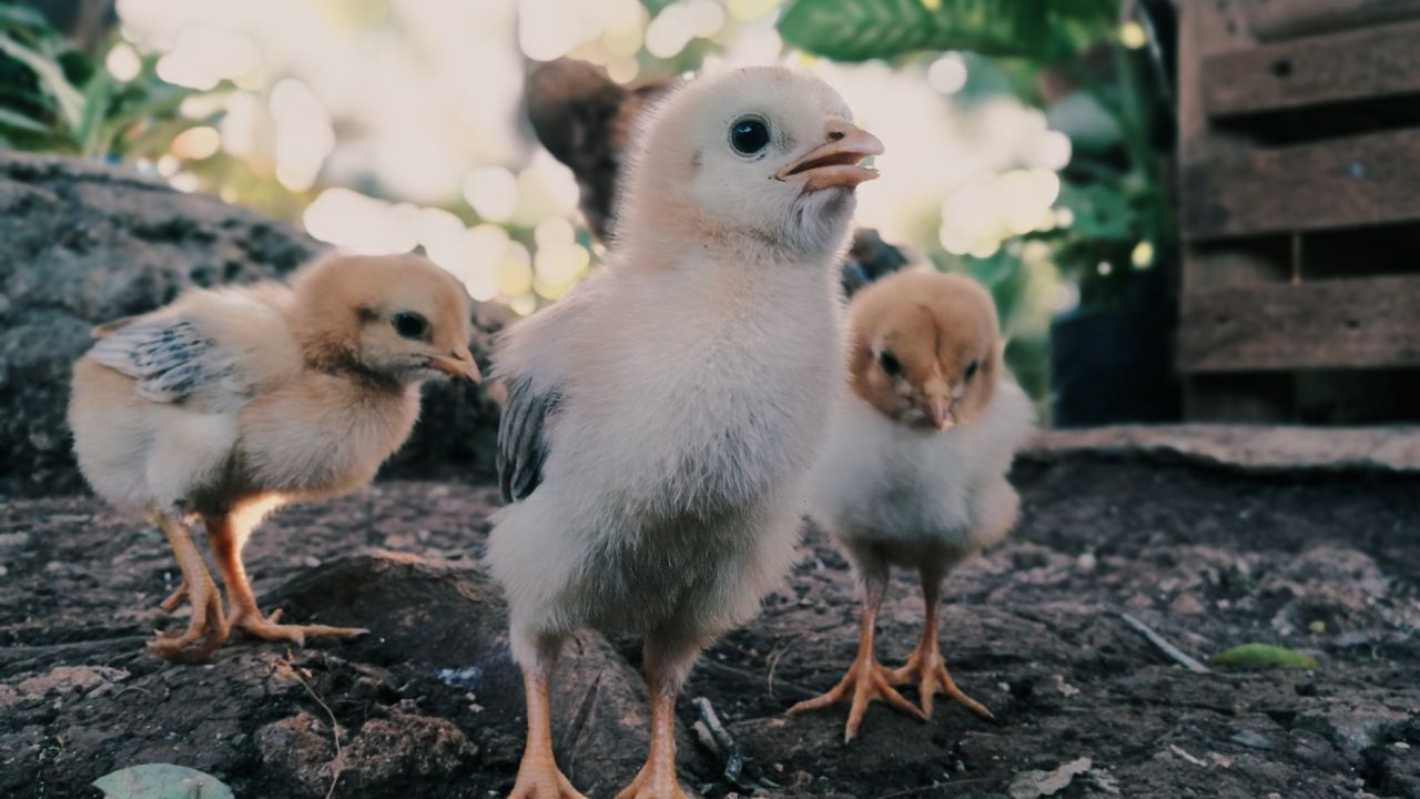 Start Your Poultry Business For Just Rs 300 Government Also Help Earn Thousands Of Rupees Every Month Sitting Home