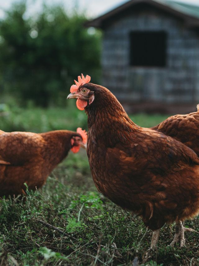 Bird Flu Alert: सर्दियों में मुर्गी पालकों के लिए बड़ी चेतावनी!