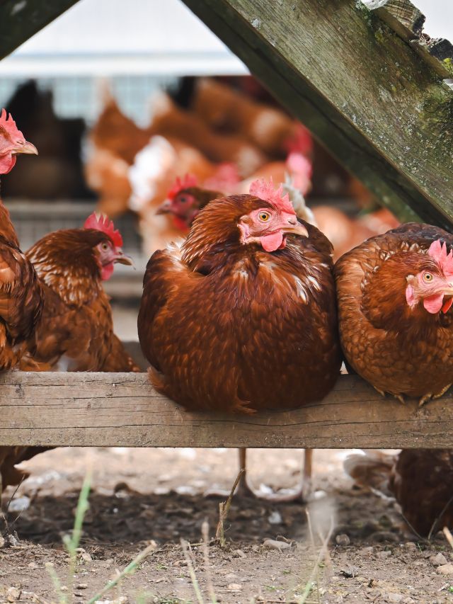 गांव में बैठे-बैठे बनें लखपति! इस बिजनेस से होगी ताबड़तोड़ कमाई