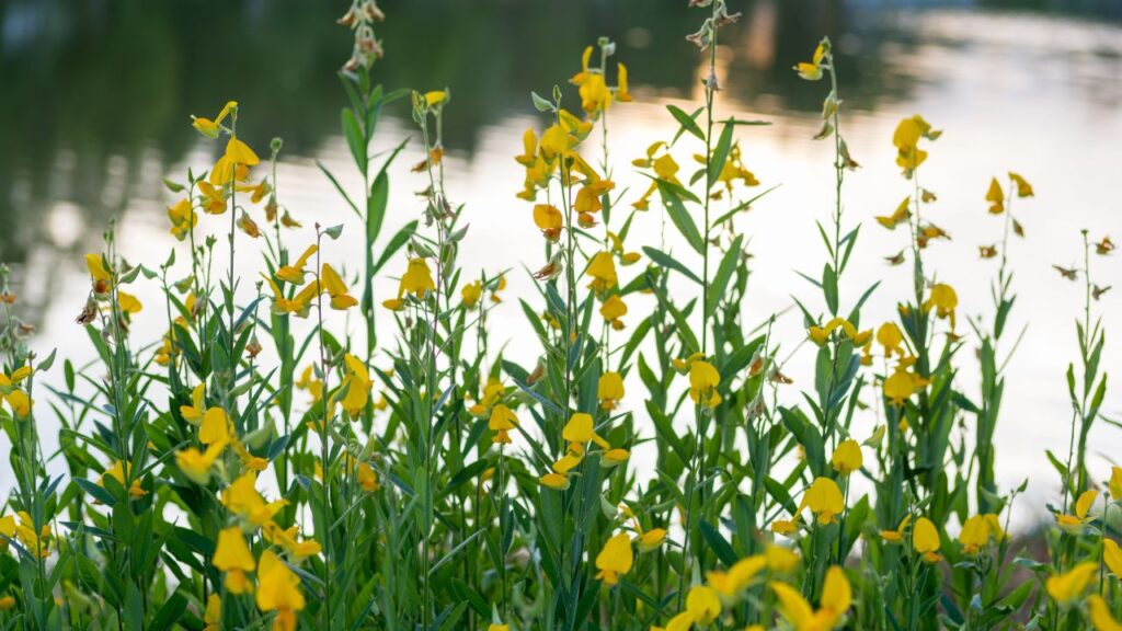 Rabi Crop Preparation: ग्रीन मैन्योर मिट्टी में अच्छे सूक्ष्मजीवों की संख्या को बढ़ाते हैं. यह माइक्रोब्स पोषक तत्वों को उपलब्ध कराने में मदद करते हैं, जिससे रबी की फसल जल्दी बढ़ती है और मजबूत जड़ बनाती है.