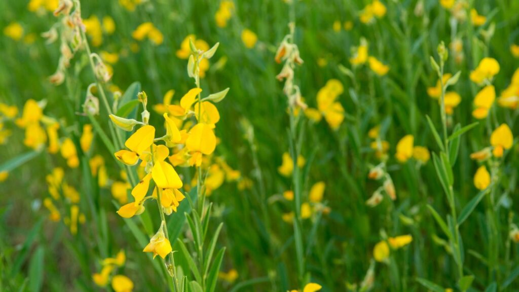 Winter Green Manure: ये फसलें पूरे खेत को घना कवर देती हैं, जिससे घास-फूस पनप नहीं पाती. साथ ही, तेज हवाओं व बारिश से मिट्टी का कटाव भी रुकता है और खेत की उपजाऊ परत सुरक्षित रहती है.
