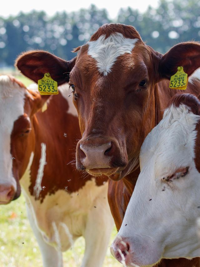 सावधान! गाय-भैंस के कच्चे दूध में छुपा रेबीज का खतरा