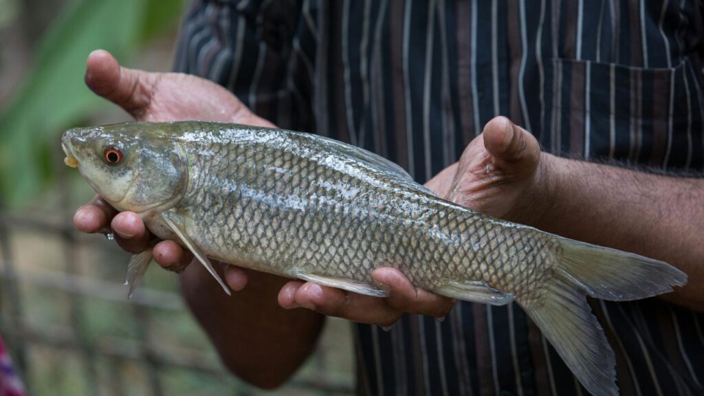 Rohu Fish
