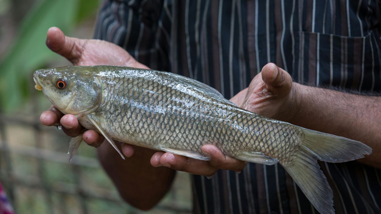 Rohu Becomes Punjab State Fish Farming To Get Boost Farmers Income To Double