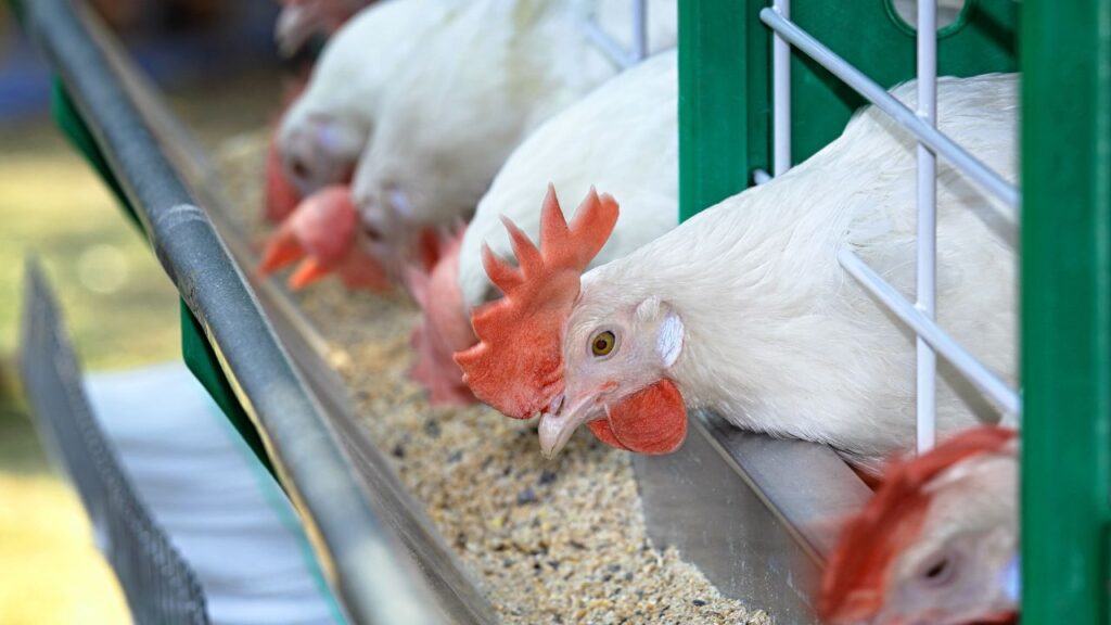 poultry farming