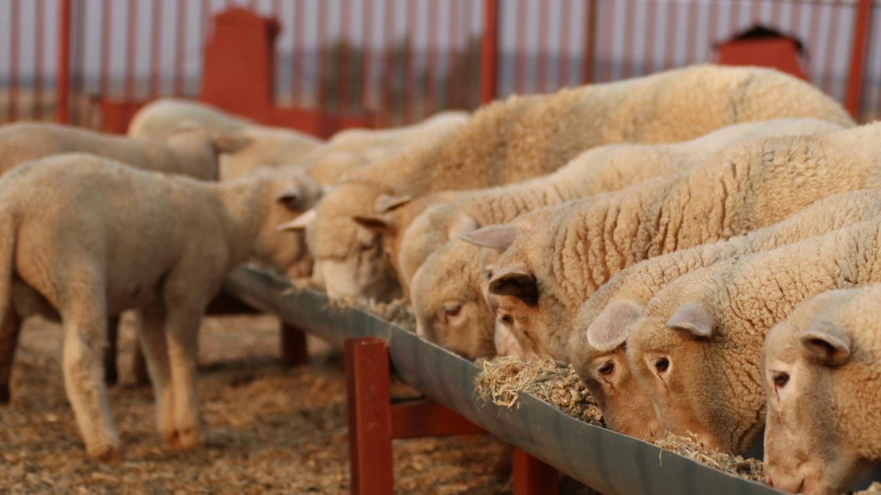 Dangerous Diseases Spreading Among Sheep Increased Concerns Livestock Farmers Proper Care Prevent Major Losses