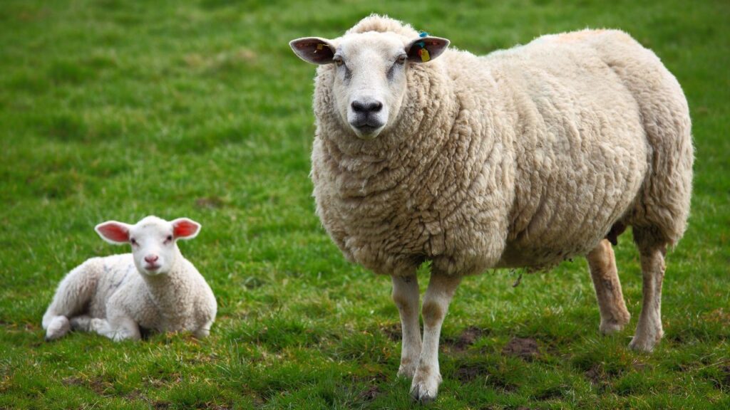 Sheep Farming