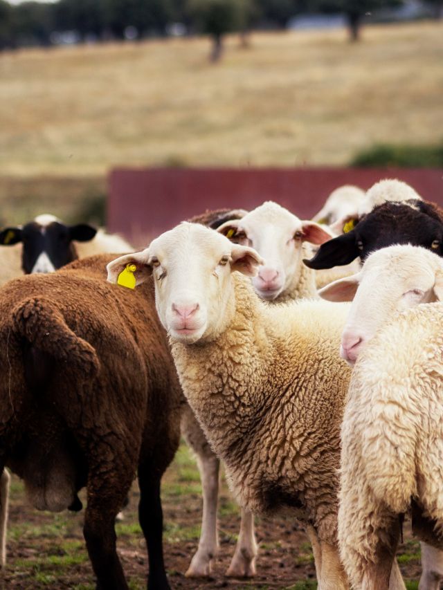 खर्चा कम, मुनाफा ज्यादा! भेड़ की ये नस्ल कर देगी मालामाल