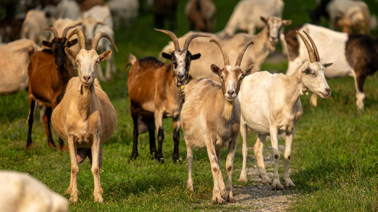 Sirohi Goats Become Farmers Atm Machines Earning Lakhs At Low Cost