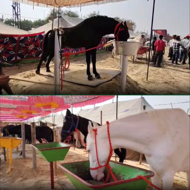 Sri Ganganagar horse fair rajasthan